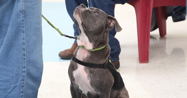 Chien dans le programme FETCH